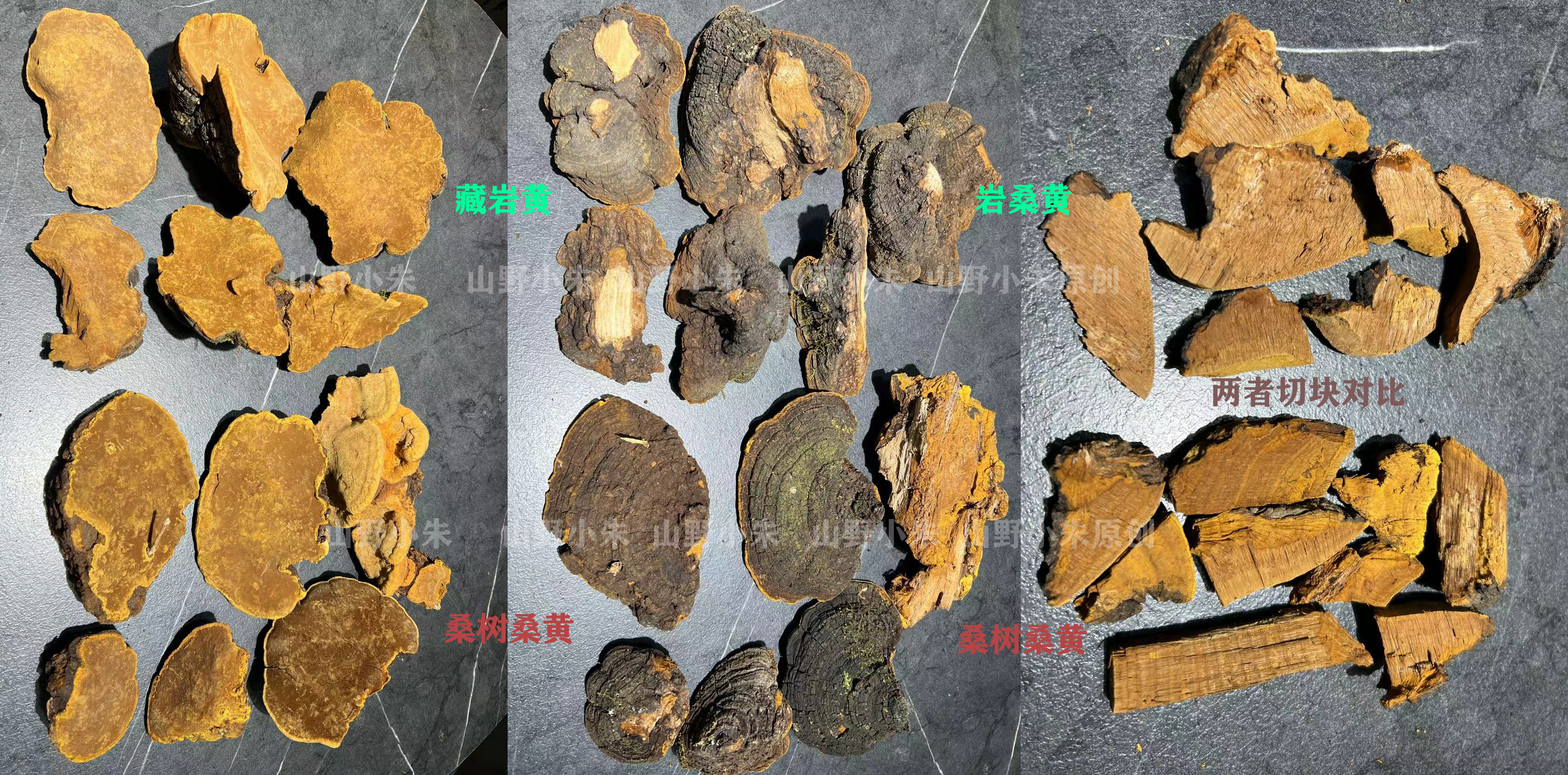 巖黃和桑樹桑黃辨別圖片