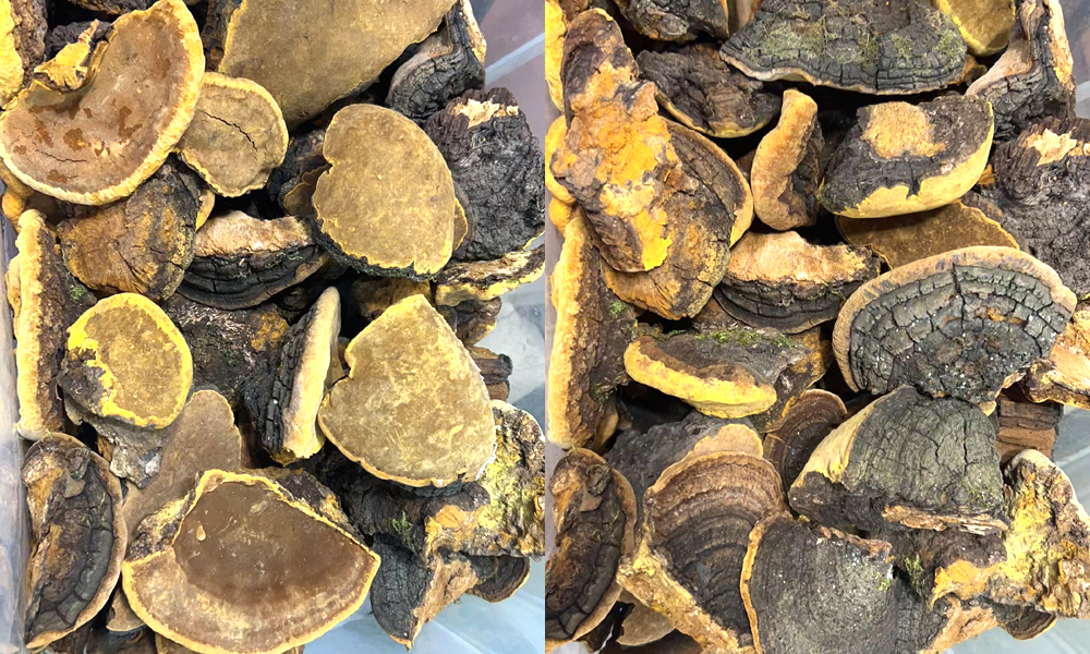 山野小朱桑樹桑黃圖片 山野小朱桑樹桑黃圖片