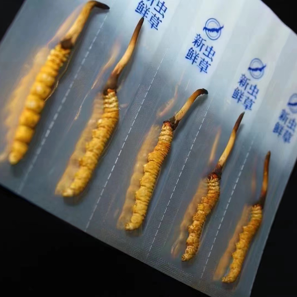 新鮮蟲草大小對比圖片 新鮮蟲草大小對比圖片