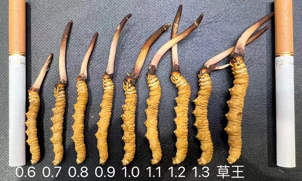 新鮮冬蟲夏草大小對比圖片 新鮮冬蟲夏草大小對比圖片