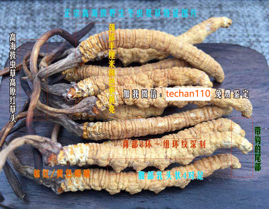 正宗冬蟲夏草圖片