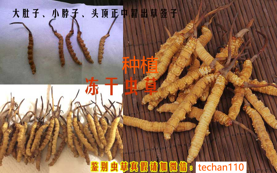 凍干蟲草圖片