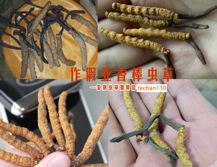 亞香棒蟲草圖片