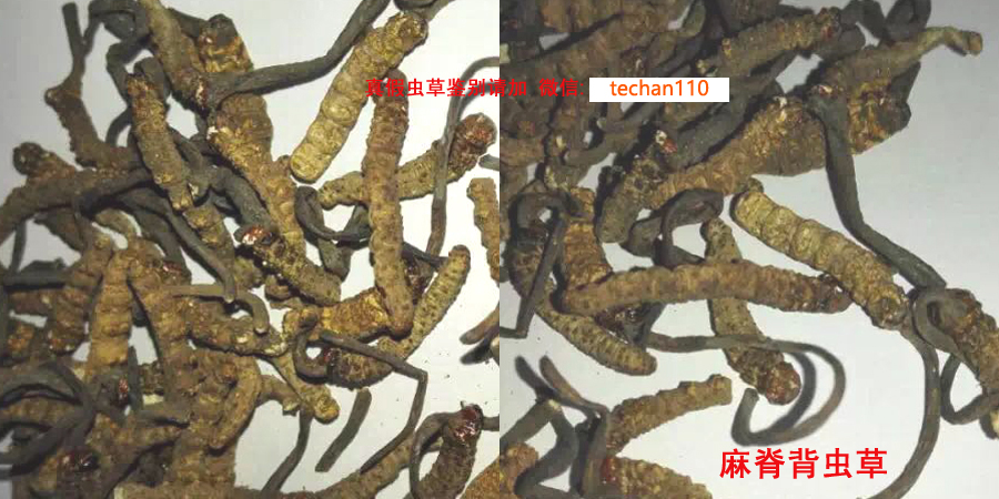 麻脊背蟲草或馬脊背蟲草圖片