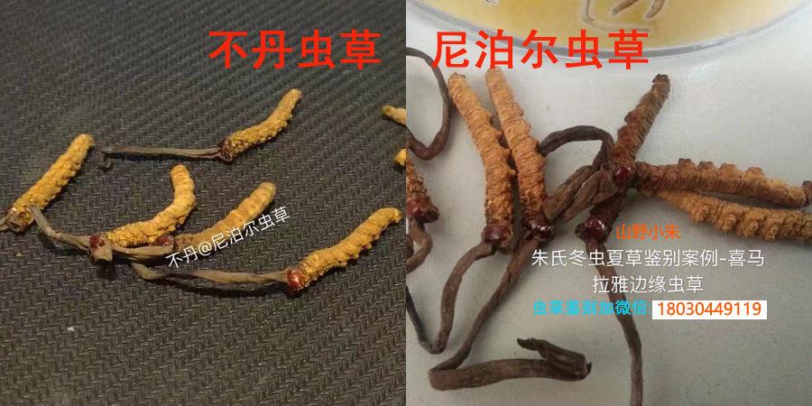 不丹蟲草和尼泊爾蟲草圖片