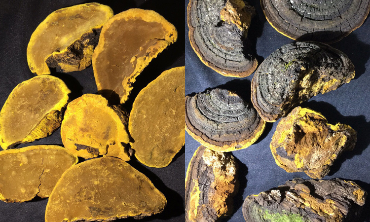 野生桑樹桑黃圖片