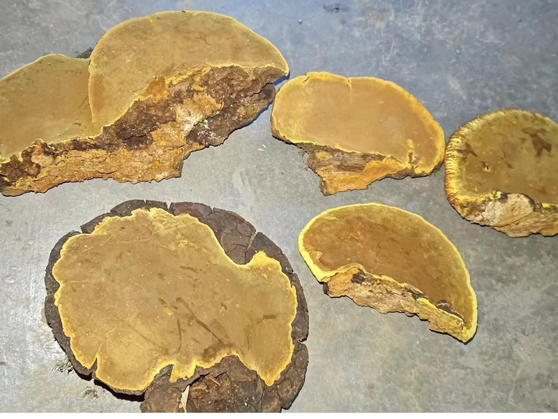 桑樹桑黃圖片 桑樹桑黃圖片