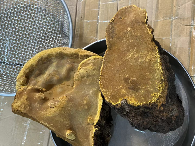 桑樹(shù)桑黃圖片 桑樹(shù)桑黃圖片