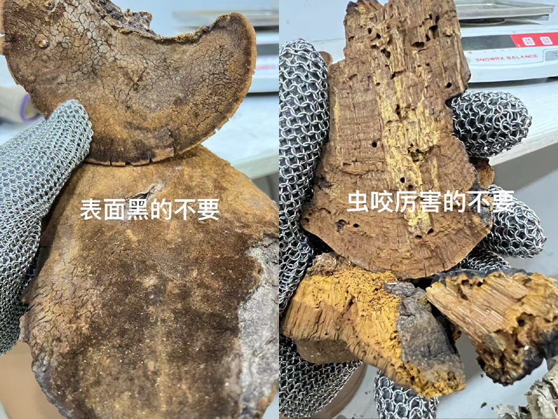枯黑和蟲咬桑黃圖片 枯黑和蟲咬桑黃圖片