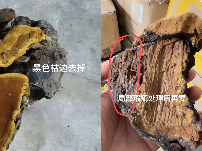 有枯邊和瑕疵的桑黃 有枯邊和瑕疵的桑黃