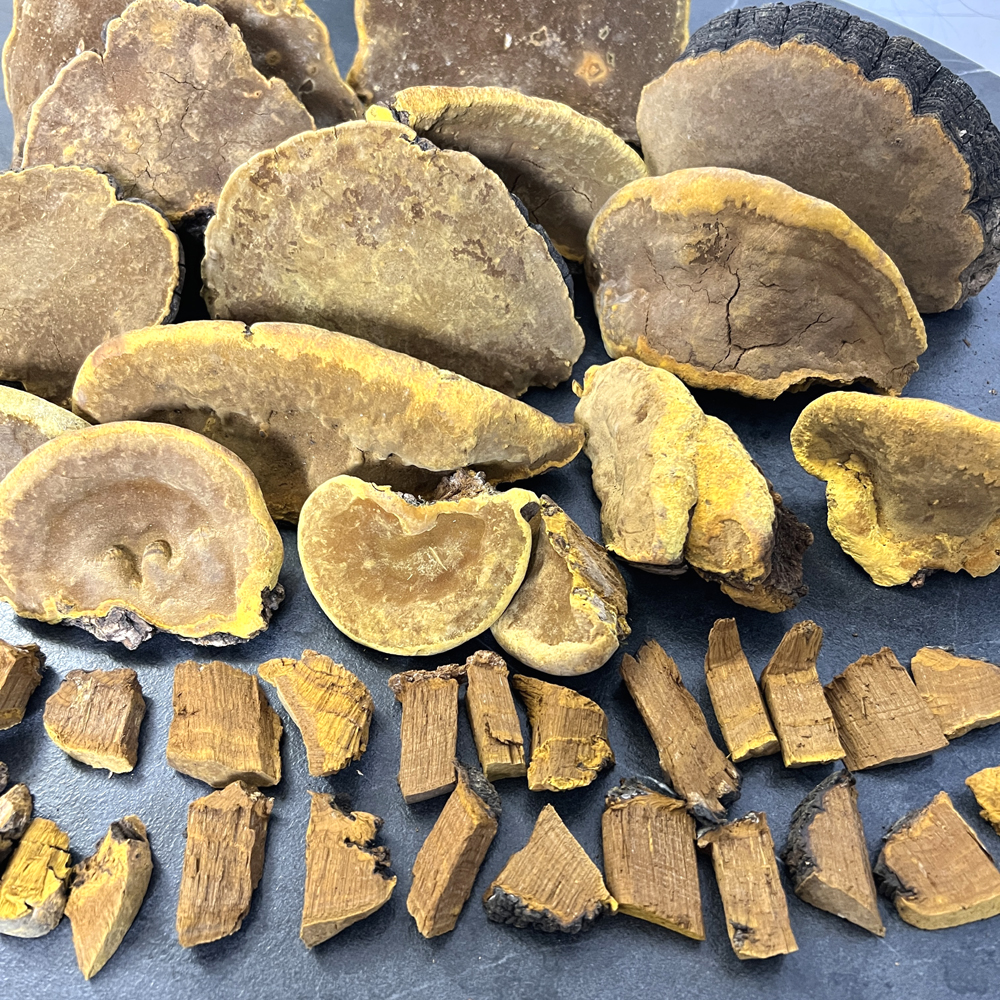 野生桑樹桑黃實物高清圖片5