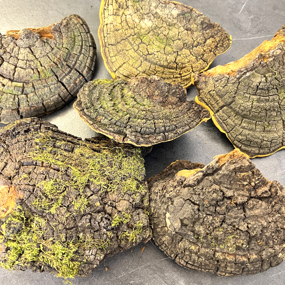 30年以上桑樹桑黃圖片2