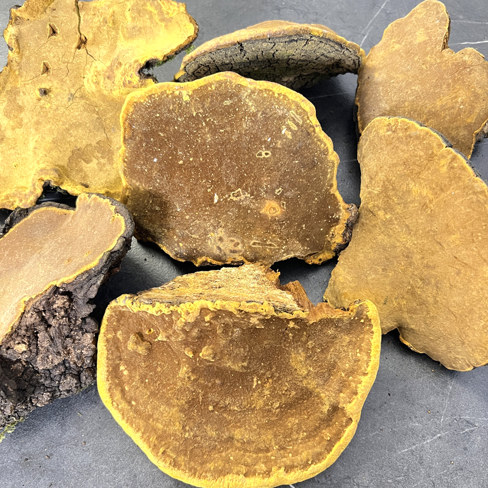 30年以上桑樹桑黃圖片3