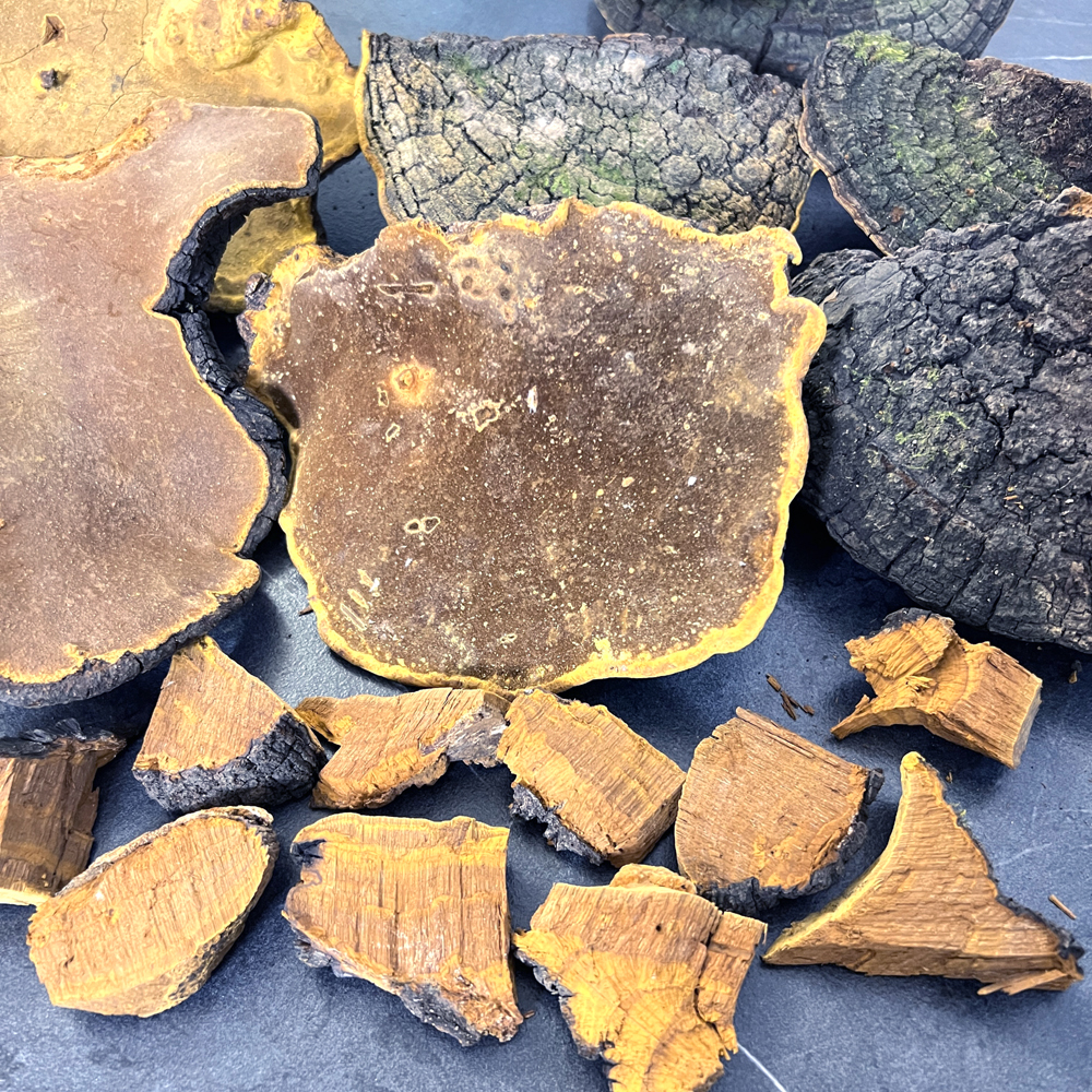 30年以上桑樹桑黃圖片4