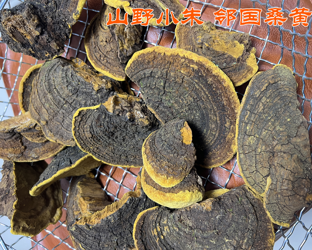 西藏桑樹桑黃實為鄰國桑黃