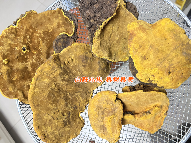 山野小朱藏南桑黃圖片