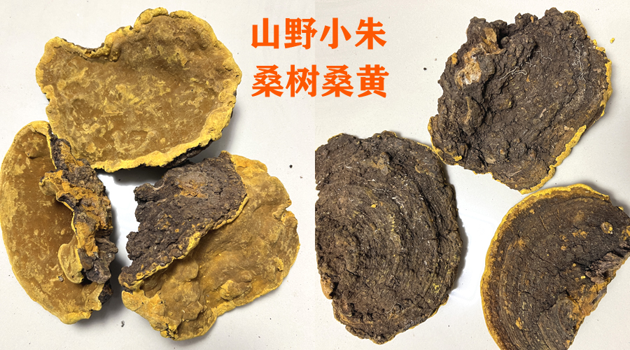 山野小朱桑樹(shù)桑黃圖片