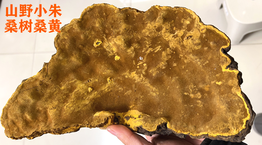 山野小朱桑樹桑黃圖片 山野小朱桑樹桑黃圖片