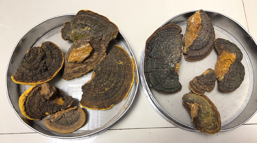 山野小朱 野生桑黃圖片