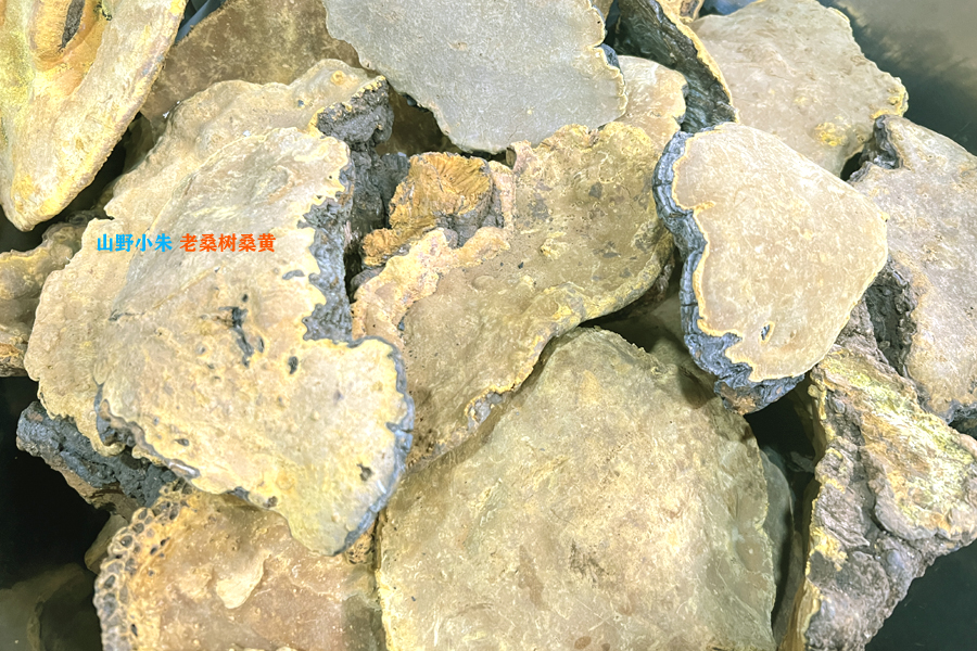 山野小朱老桑樹桑黃圖片