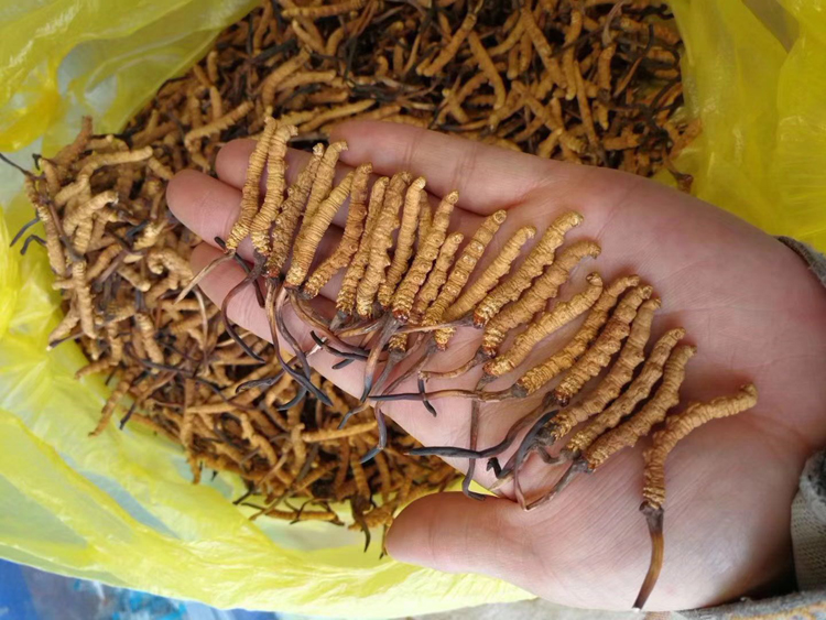 手上擺放那曲冬蟲夏草圖片