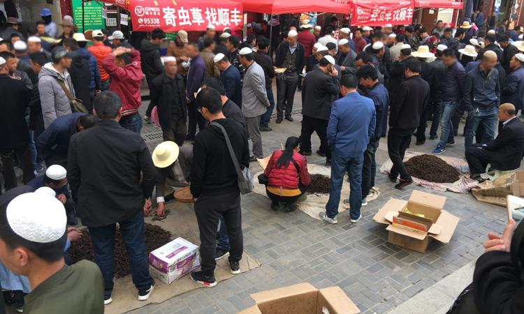 青海玖鷹蟲草市場(chǎng)圖片