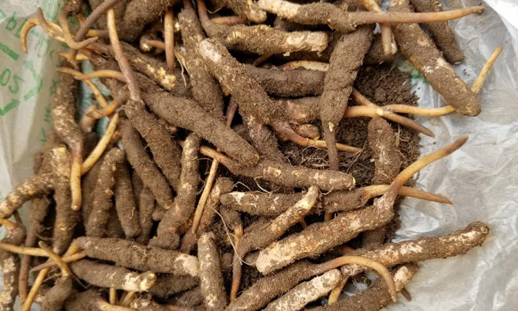 新鮮采挖的祁連蟲草圖片