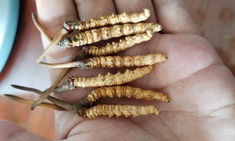 新鮮祁連蟲草頭草圖片