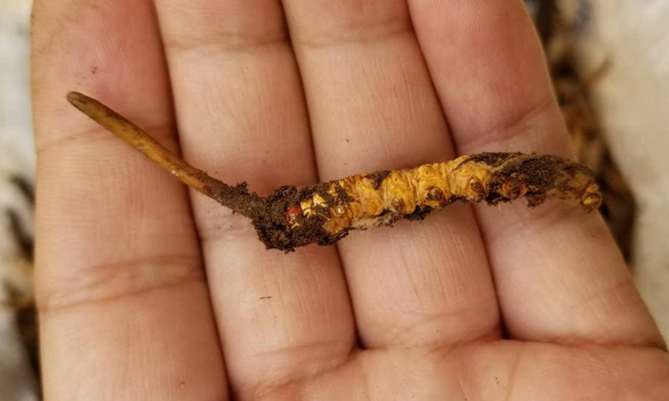 青海祁連新鮮蟲草圖片