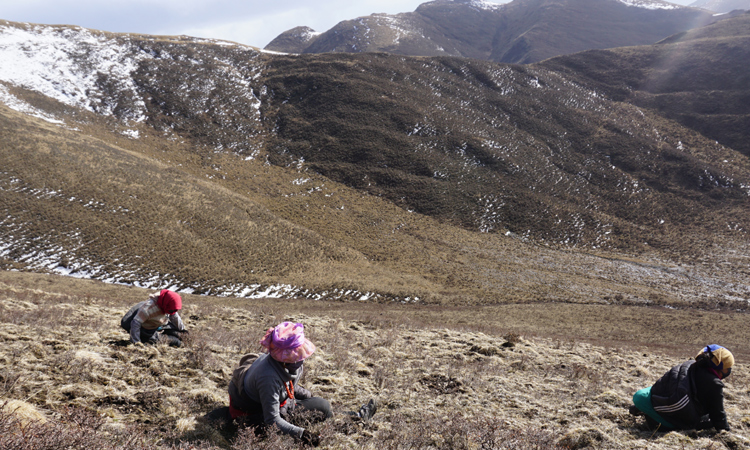 新鮮冬蟲夏草采挖現場圖片