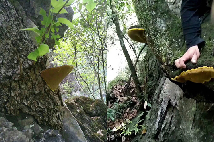 野生桑樹上的桑黃圖片