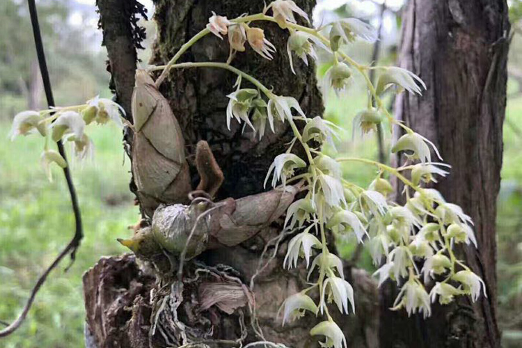 野生虎牙石斛圖片