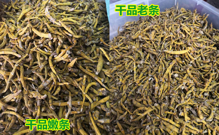 虎牙石斛鮮品和干品圖片