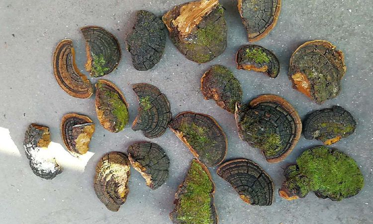 野生桑樹(shù)桑黃皮面圖片