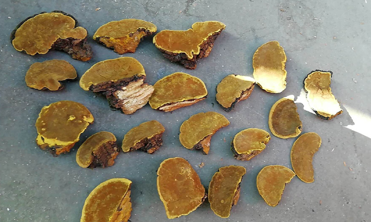 野生桑樹(shù)桑黃正面圖片