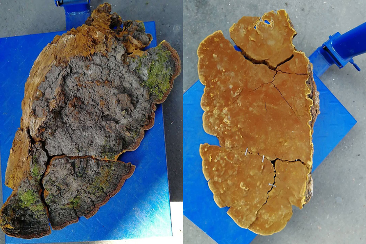 摔壞了的重達4斤半的桑樹桑黃圖片