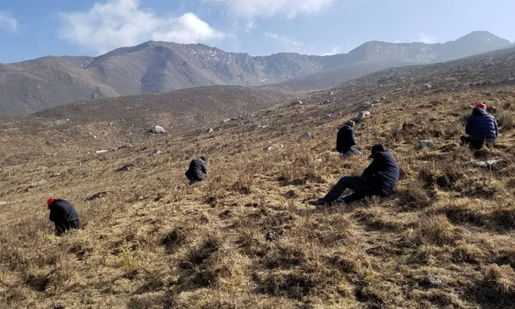 采挖新鮮冬蟲夏草的人們