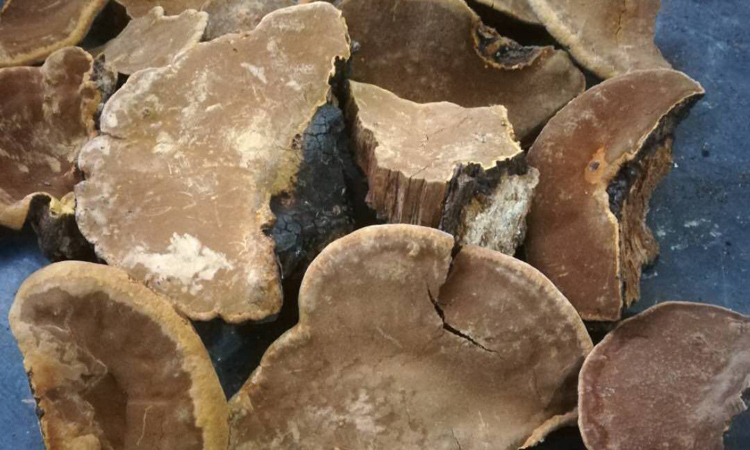 陜西安康野生桑樹(shù)桑黃圖片 陜西安康野生桑樹(shù)桑黃圖片