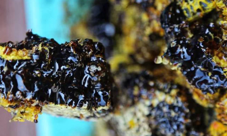 帶巢黑蜜圖片 帶巢黑蜜圖片