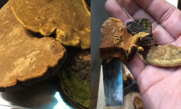 桑樹桑黃切塊圖片