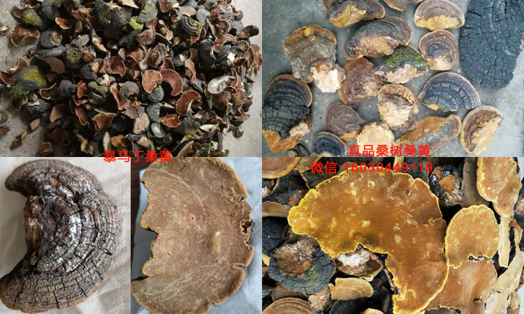 暴馬丁桑黃和桑樹桑黃對比圖片