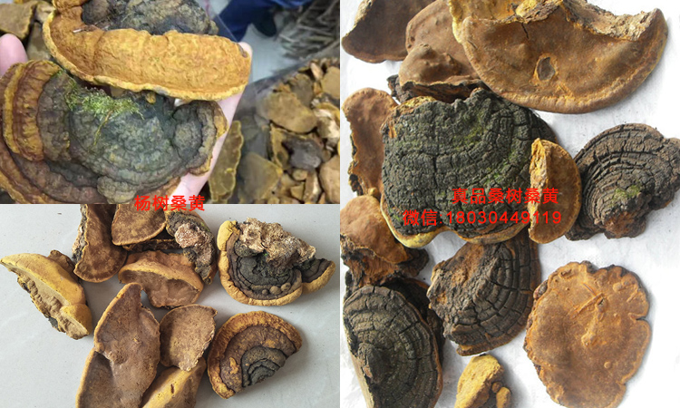 楊樹桑黃和桑樹桑黃對比圖片