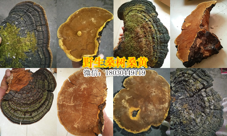 野生桑樹桑黃圖片