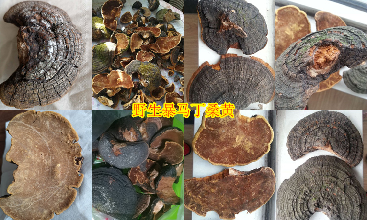 野生暴馬丁桑黃圖片