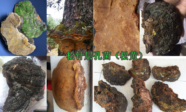松針層孔菌圖片