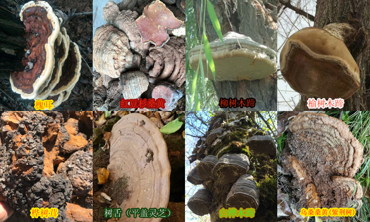 雜樹桑黃圖片大全