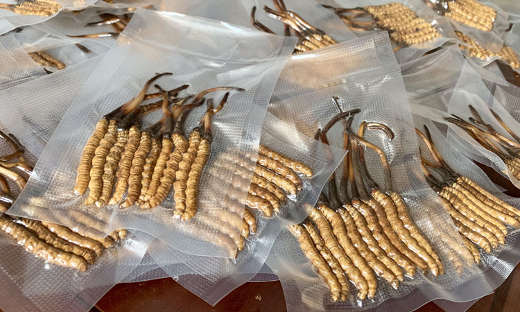 果洛新鮮蟲草圖片