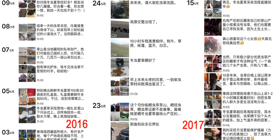 朱氏冬蟲夏草采收直播