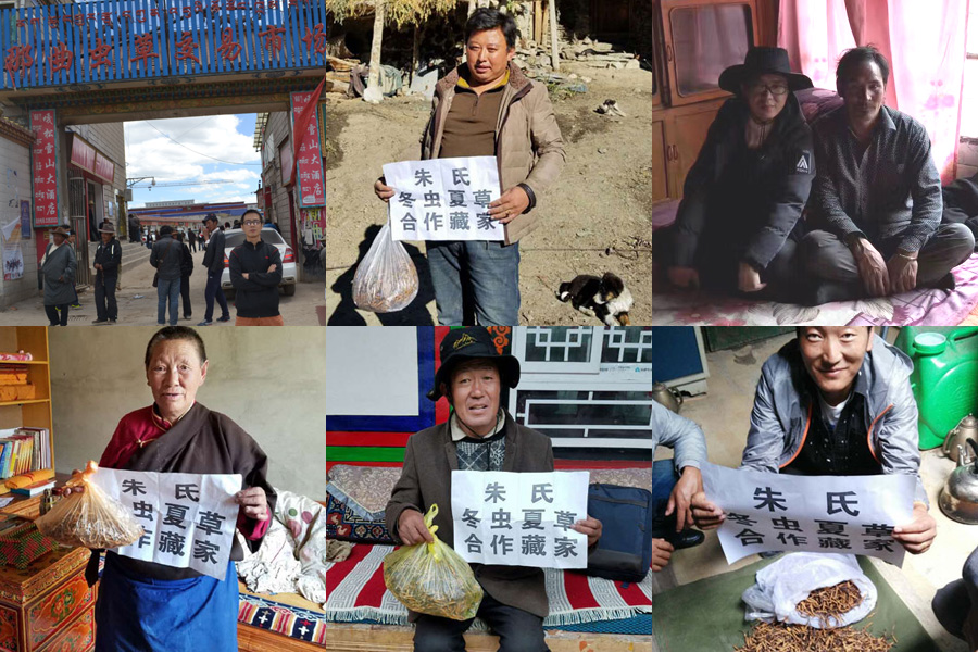 朱氏冬蟲夏草藏家合作伙伴